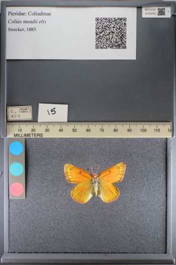 Media type: image;   Entomology 193725